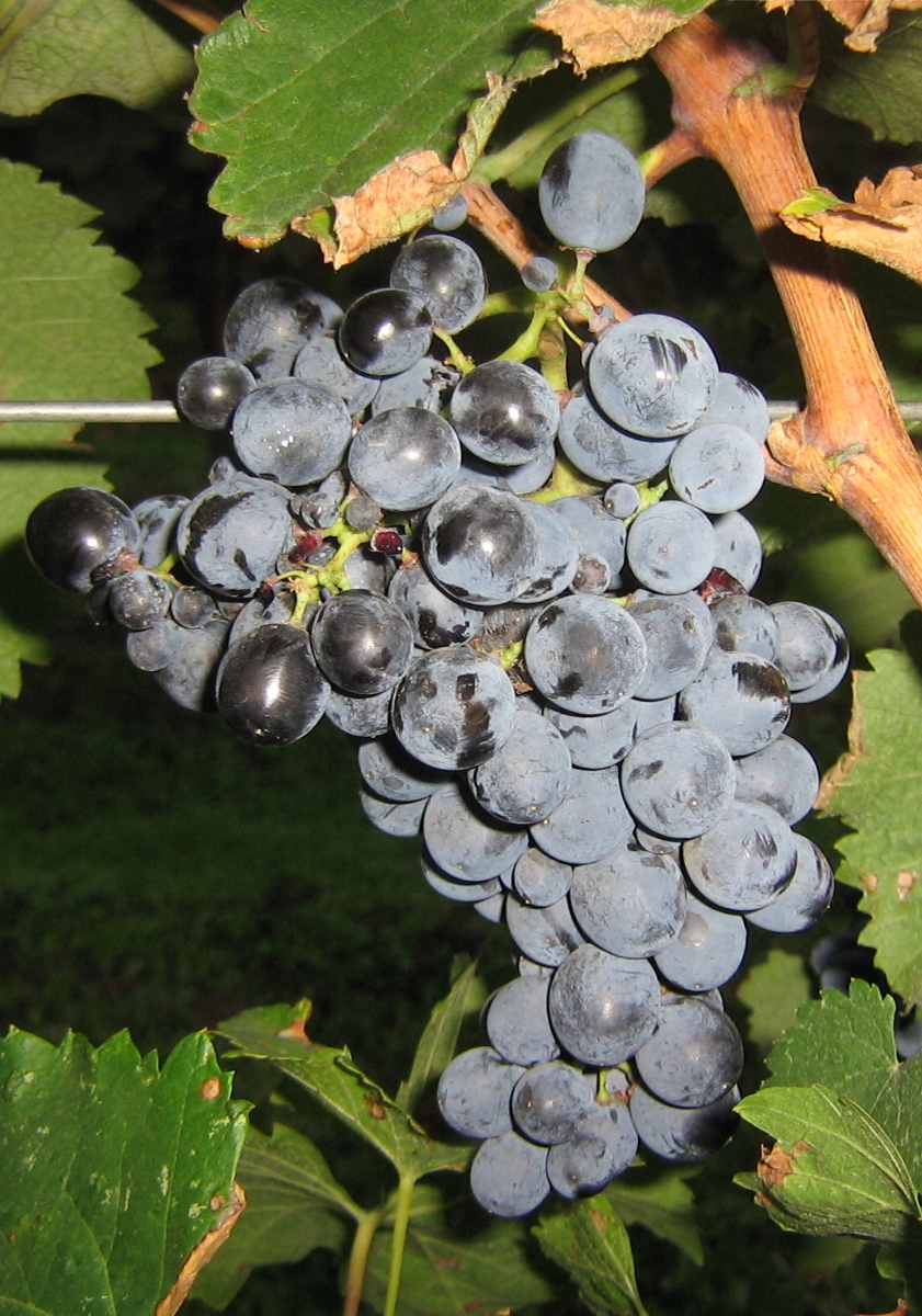 Grape Of The Week Saperavi